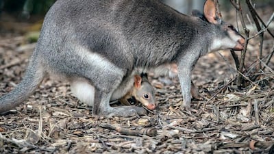 Dusky pademelon Styx eats with her joey in her pouch, at Chester Zoo in Chester, England. Chester Zoo via AP