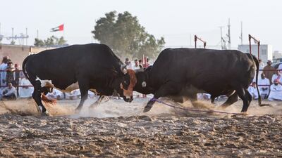 Bull fighting in Fujairah corniche.