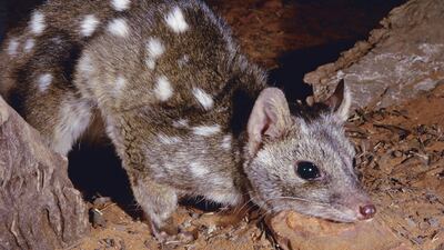 Western quoll, endangered native cat. Getty Images