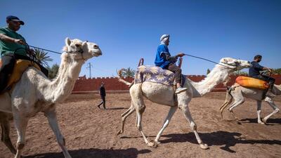Racing camels during a training session with Joel Proust's team in Marrakesh. AFP