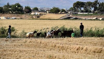 Shepherds guide sheep and goats on a wheat field after harvesting.