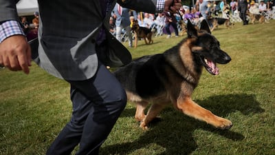 Handler Lenny Brown runs with River, a German shepherd dog who won Best in Breed during judging, and the Herding category. Reuters