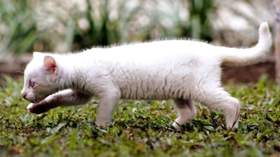 The jaguarundi will live in captivity as its albinism prevents it from camouflaging and protecting itself in the wild.