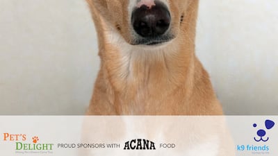 Gayle is a female mixed breed, aged 2. She is house trained and has completed a puppy school course. Gayle is very friendly with dogs and people, is energetic and loves her walks. Photo: K9 Friends