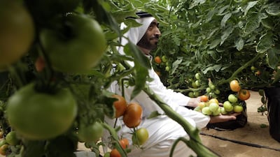 Organic farms are expanding in sync with burgeoning consumer demand for organic produce. Sammy Dallal / The National