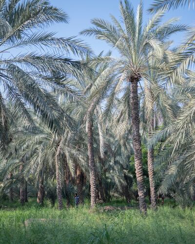 Lush green landscape of the Al Hajar Mountains. Photo: Reem Falaknaz / National Pavilion UAE