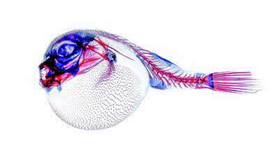 Arun Kuppuswamy Mohanraj, UK, Shortlist, Professional competition, Wildlife & Nature, Sony World Photography Awards.