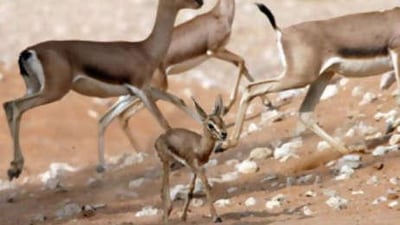 A five-day-old gazelle ventures out to do some exploring after the afternoon heat at Al Ain Zoo.