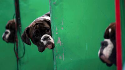 Boxer dogs have a peek at each other during the first day of the Crufts Dog Show at the Birmingham National Exhibition Centre, on Thursday. PA
