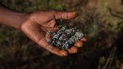 A seller shows off mopane worms harvested from a tree in Zimbabwe, before they are eaten. Getty Images
