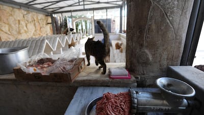 A grinder churns out streams of mincemeat to feed cats at Ernesto's Cat Sanctuary run by Mohammed Alaa al-Jaleel in Kfar Naha. AFP