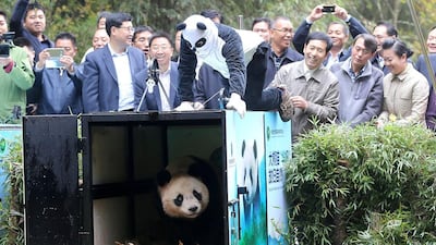 A worker wearing a panda costume opens the cage to let giant panda ‘Hua Yan’ go out to the wild at the Liziping National Nature Reserve in Ya’an, Sichuan Province of China. Zhang Jian / Chengdu Economic Daily / VCG via Getty Images