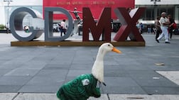 Merlin the duck, wearing the Mexican team jersey, shot to fame following the match between Mexico and South Africa. Reuters