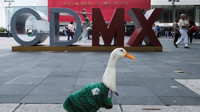 Merlin the duck, wearing the Mexican team jersey, shot to fame following the match between Mexico and South Africa. Reuters