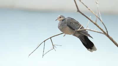 A variety of feathered friends are found nesting in the birds enclave of the wildlife centre