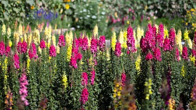 Among the first flowers Al Mazroui planted is the snapdragon, which produces intensely vibrant flowers that grow along tall stalks. Reem Mohammed / The National