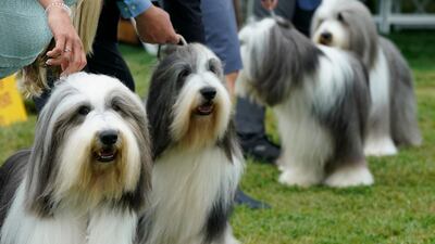 Bearded collies line up in the judging area. AFP