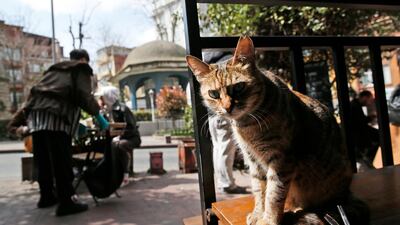 A cat sits at a coffee shop in Istanbul's fashionable Cihangir neighbourhood. AP Photo