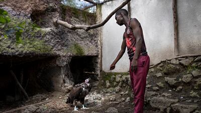 Mr Mwanzia tends to a lappet-faced vulture that was rescued as a chick, having falling out of the nest and injuring a foot