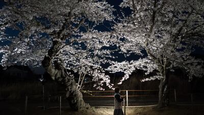 A woman walks past cherry trees in bloom at night in the Yonomori area in Tomioka, Fukushima, Japan. Getty Images