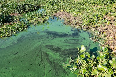 Aquatic invasive plant species, such as the water hyacinth, are affecting fish numbers in Africa. AFP