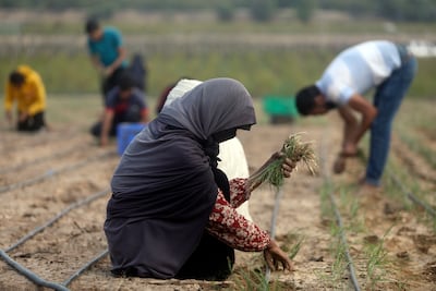 Palestinian farmers harvest crops on their lands in the city of Deir Al Balah, central Gaza. AP