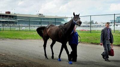 The unbeaten Black Caviar was entered in both the Dubai Golden Shaheen and the Al Quoz sprint by trainer Peter Moody.