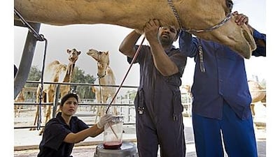The microbiologist Sunitha Joseph, left, and Akbar Ali, a keeper, draw blood from camel 6A5 at the Central Veterinary Research Laboratory.