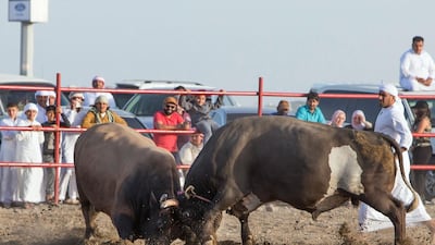 Bull fighting in Fujairah corniche.