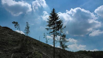 Planting trees must be accompanied by short-term reductions in carbon emissions, experts say. AFP
