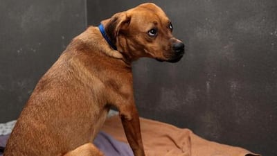 A new online government portal will allow public reporting of animal welfare concerns and disease outbreaks. Courtesy Getty Images