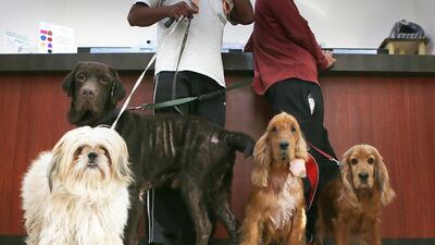 As the summer approaches, experts suggests kennels rather than exposing pets to the stress of holiday travel. Delores Johnson / The National