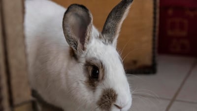 Ms Jeker has a rescue bunny in the house who is allowed to roam free in a room