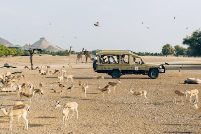 Sir Bani Yas Island in Abu Dhabi is a popular stop for GCC cruises. Getty Images