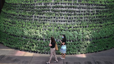 Basil, mint and tomato are some of more than 3,000 plants growing on a massive cone inside the Netherlands pavilion. The plants will be returned to the local supplier and turned into compost. Pawan Singh / The National