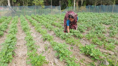 A female farmer uses techniques taught by Ledars to improve soil health and crop yield in coastal areas impacted by flood water