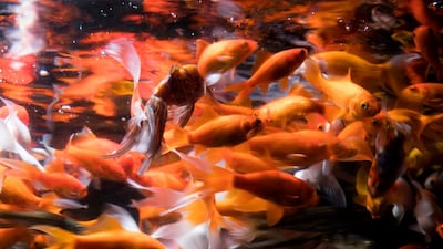 The Goldfish Generation refers to those who grew up in a constant flow of digital content that some believe shortens attention spans. AFP
