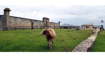 Cows have the right of way on remote Norfolk Island, where motorists also take the time to wave to each driver they pass.