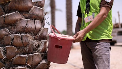 Bulent Cengiz, project manager, inspects a weevil trap on a palm tree at Expo 2020's plant nursery. Reem Mohammed / The National