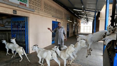 A shortage of coveted Jaziri and Kashmiri lambs from Iran and India has sent prices soaring in the livestock market at Mina Zayed in Abu Dhabi, with demand high for the Eid Al Fitr holiday, when up to 55,000 animals are expected to be slaughtered for celebratory feasts. Ravindranath K / The National