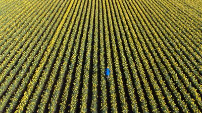 A field of daffodils in bloom on Tuesday, at Taylors Bulbs in Holbeach, Lincolnshire. PA