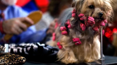 Salon time: A Yorkshire terrier named Diamond is groomed in the benching area during the second day of competition. EPA
