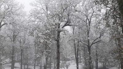 Snow-covered trees in Ain Drahem. Photo: @helmiattia / Twitter