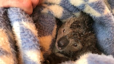 One of the injured koalas is shown in a picture shared by Animals Australia. Twitter / @AnimalsAus