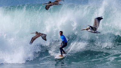Brown pelicans fly past Eli Hanneman of the US as he competes during the quarter-finals of the WSL World Junior Surf Championships, in California. Reuters