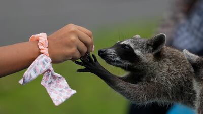 A feed for a wild raccoon in Panama City on Friday, April 26. AP Photo