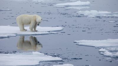 The UAE will host the UN Climate Changed Conference (Cop28) in November. AFP