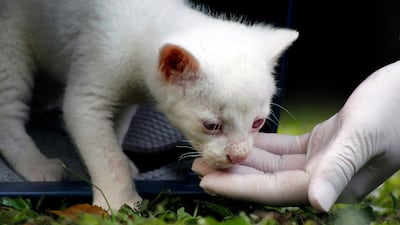 Jaguarandi are a species of wild cat native to the Americas.