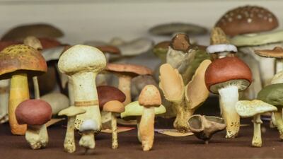 Exhibits at the Santos Museum of Economic Botany