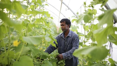 Mohammed Abdul Mateen prunes cucumber plants at Modern Organic Farm in Al Dhaid. FNC member Mosabeh Al Ketbi says farmers need more help in marketing their produce. Sarah Dea / The National